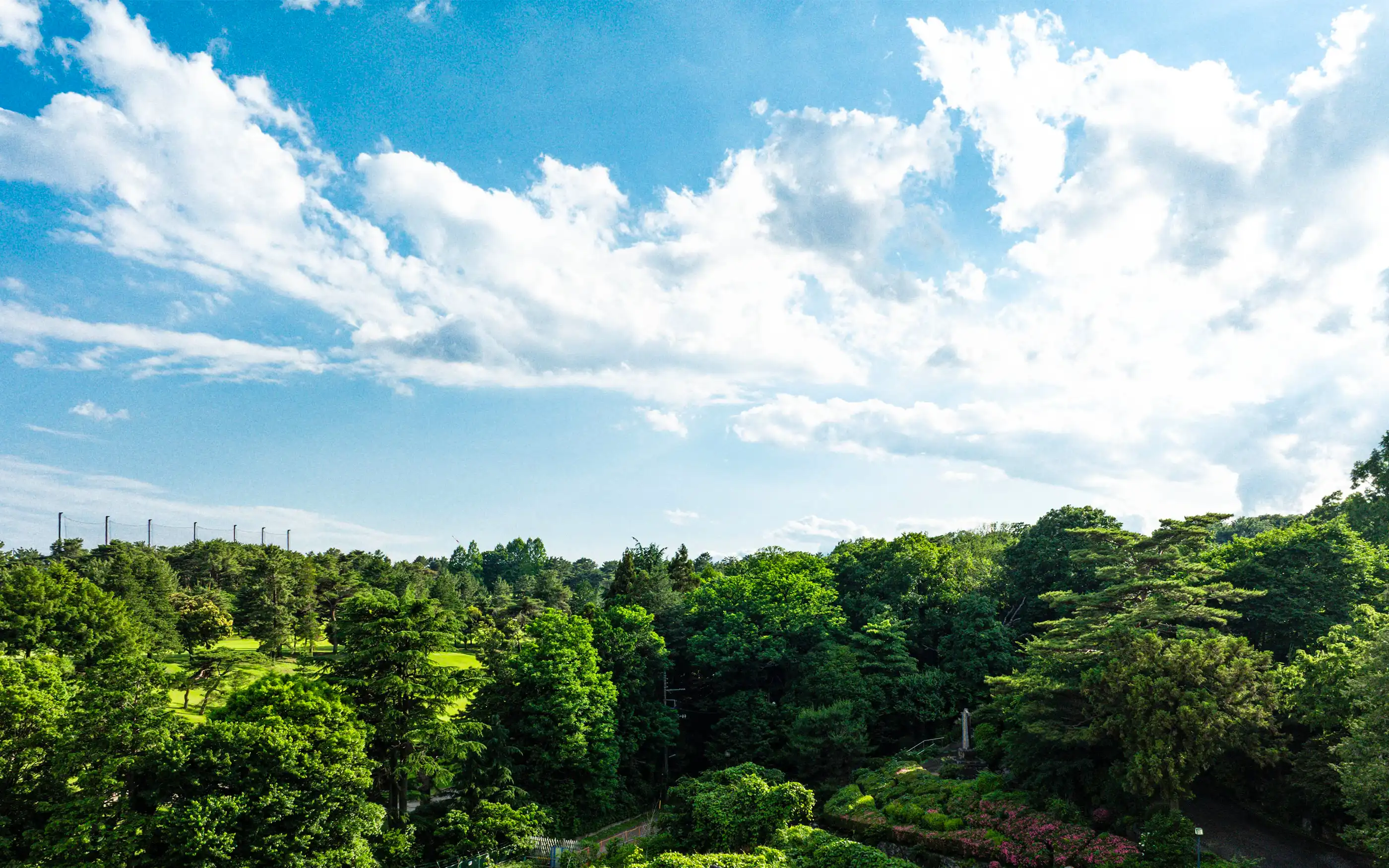FOREST VIEW