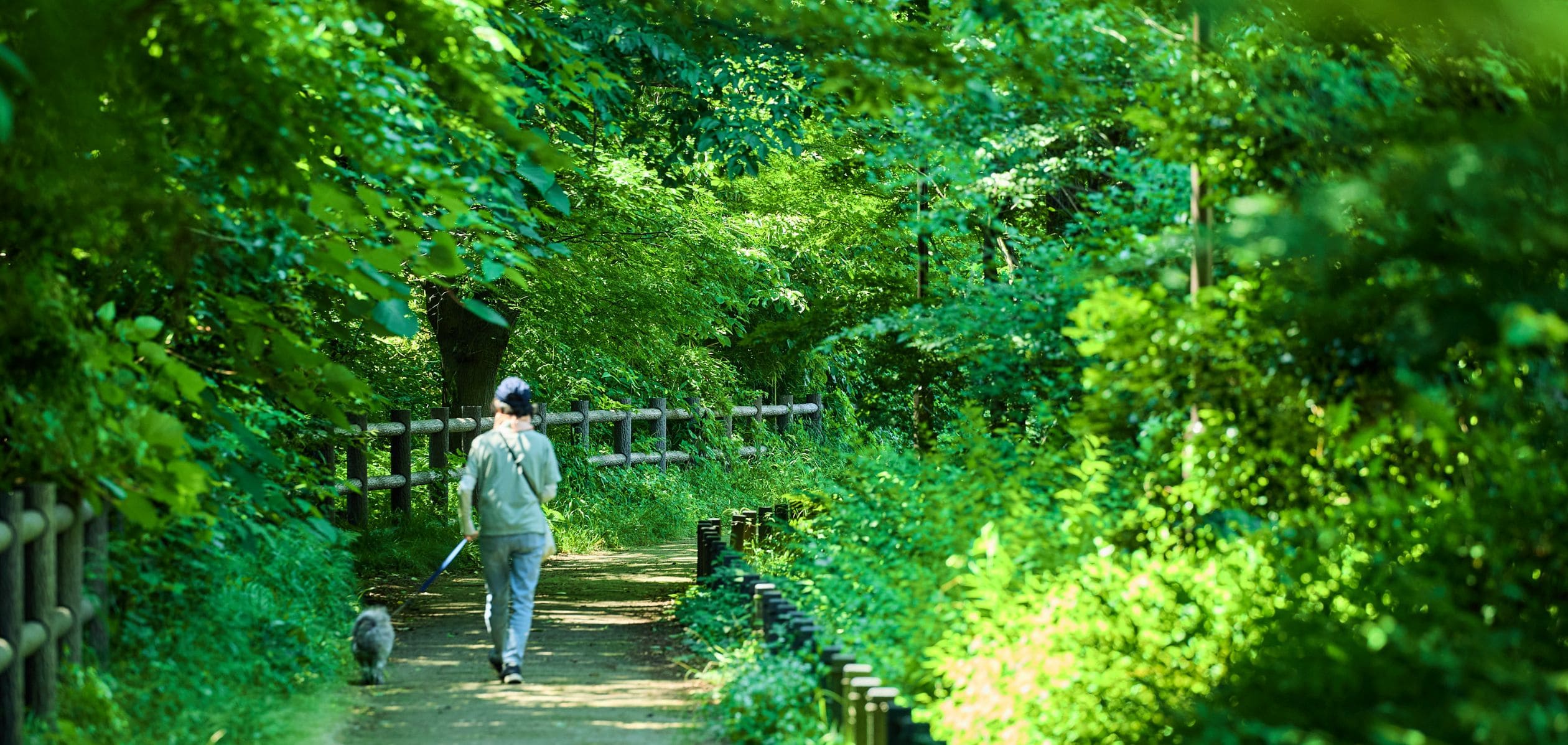 玉川上水緑道